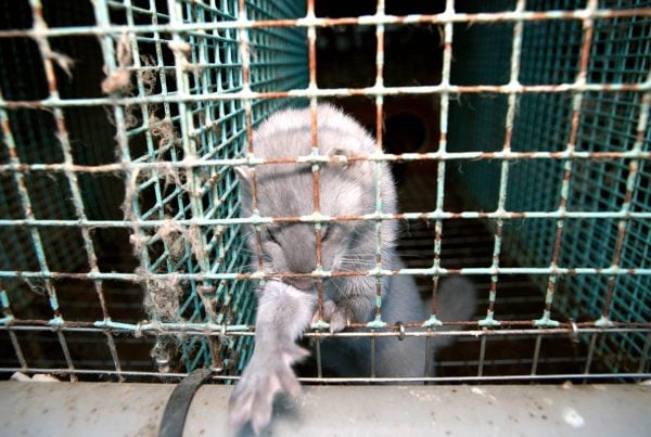 Mink i bur 2010.