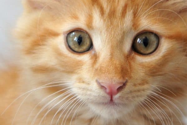 En av kattene som fikk hjelp i 2017. Foto: Dyrebeskyttelsen Norge Bergen og Hordaland