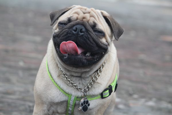 Mops med boas. Foto: Pixabay