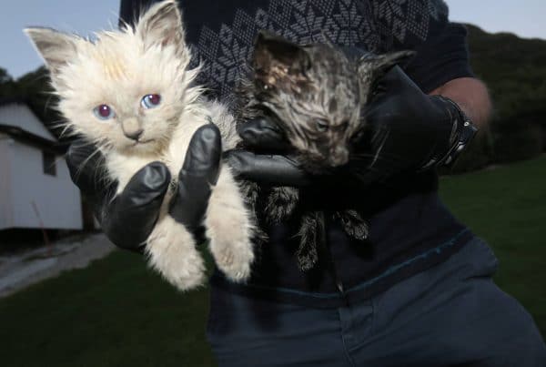 Kattunger funnet i søppelcontainer Foto Dyrebeskyttelsen Norge Sogn og Fjordane