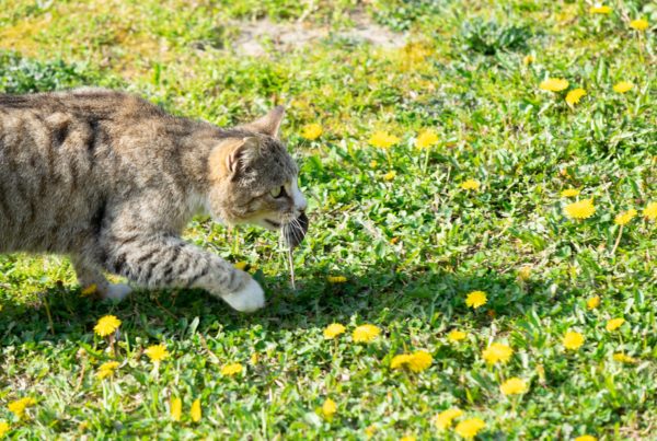 Katt og mus. Foto: Pixabay