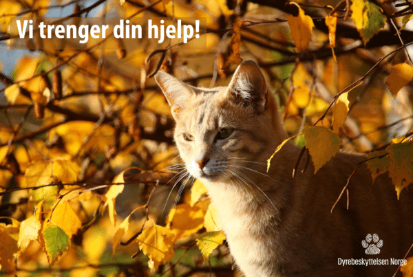 Katt i høstsola. Foto: Pixabay.com