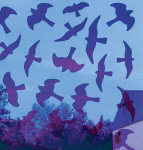 Birdsticker sett med 5 stykker