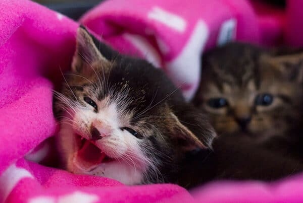 Kattungene Pilgrim og Ponzu ble reddet fra Røst. Foto_Frida Pettersen_Dyrebeskyttelsen Norge Bodø