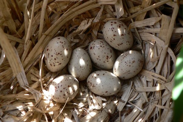 Fuglerede med egg. Foto: Pixabay