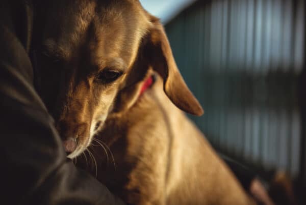 Redd hund. Foto: Shutterstock