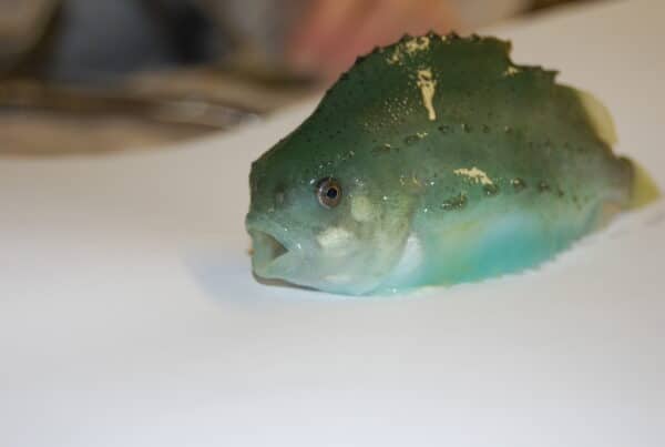 Rognkjeks er en vanlig fisk som brukes som rensefisk i lakseoppdretet. Foto: Geir Bornø/Veterinærinstituttet.