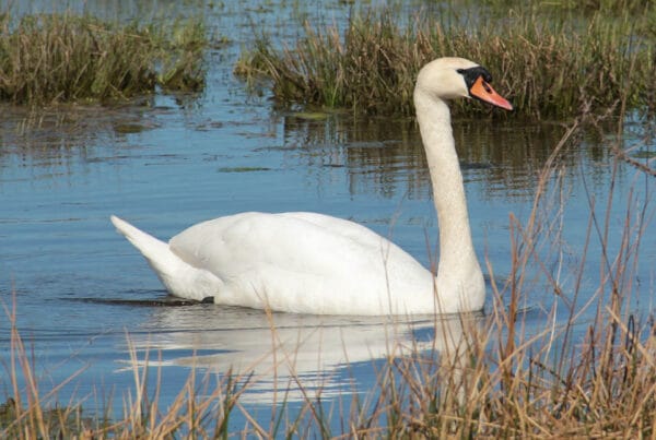 Illustrasjonsbilde svane. Foto: Pixabay