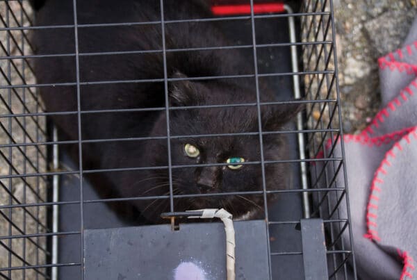 Katt fra koloni på Verøy. Foto: Dyrebeskyttelsen Norge Bodø.