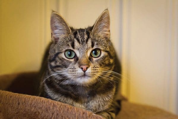 Hjemløs katt som har fått hjelp. Foto: Dyrebeskyttelsen Norge Finnmark.