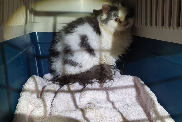 Katten Tove-Michelle ble reddet inn av vår lokalavdeling i Tromsø. Bildet er tatt ved inntak. Foto: Dyrebeskyttelsen Norge Tromsø.