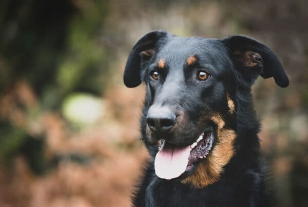 Bilde av stor gjeterhund_Foto_Pixabay.