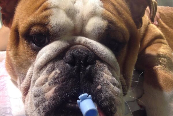 Norsk-engelsk bulldog med tube i munnen