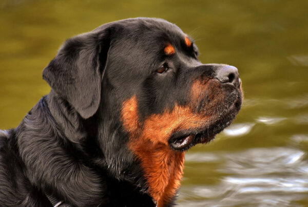 Ny hundelov 2022. Rottweiler. Foto: Pixabay.com