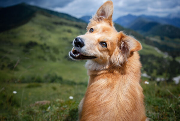 Hundeavl løftes til Stortinget. Foto: Shutterstock.