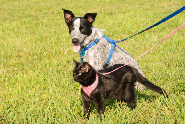 Bilde av hund og katt i sele. Foto: Shutterstock.