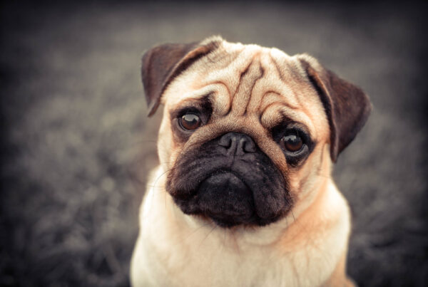 Bilde av en mops som nå er en utrydningstruet rase. Foto: Shutterstock.