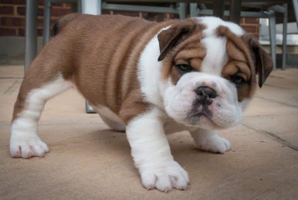 Bilde av engels bulldog-valp. Foto: Pixabay.