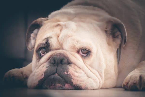 Bilde av engelsk bulldog. Foto: Pixabay.