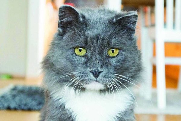 Katten Otto
