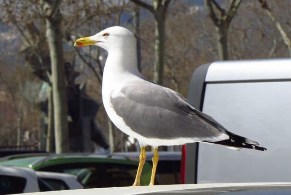 Måke på biltakt