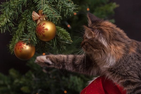 Dyrevennlig jul