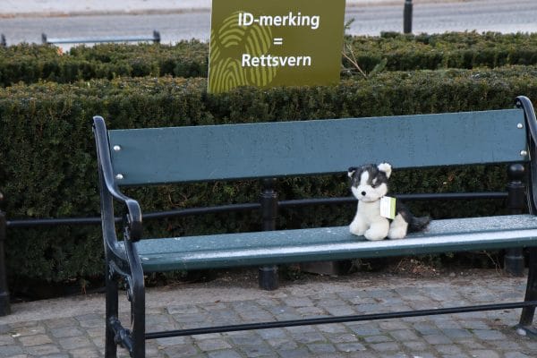 Flere kosedyr var plassert rundt om på Eidsvolls plass for å illustrere hjemløse og dumpede dyr. Foto: Annette Bjørndalen Søreide