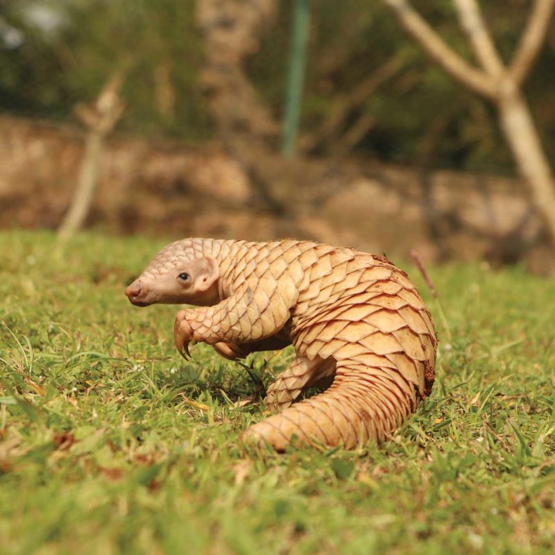 Pangolin