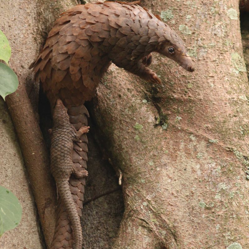 Pangolin-med-baby