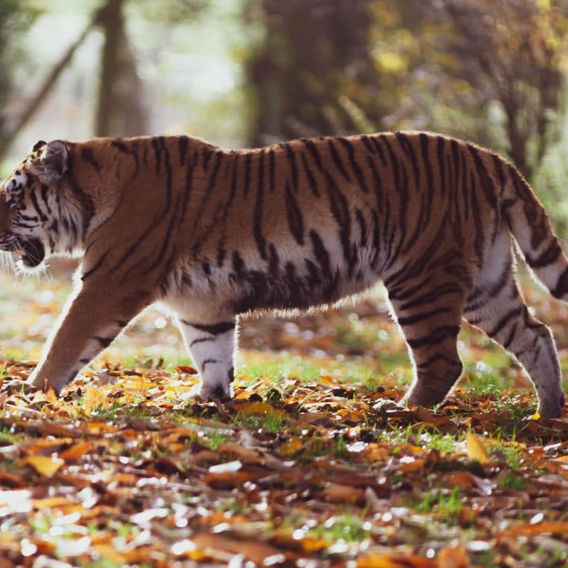 Tiger, Pixabay