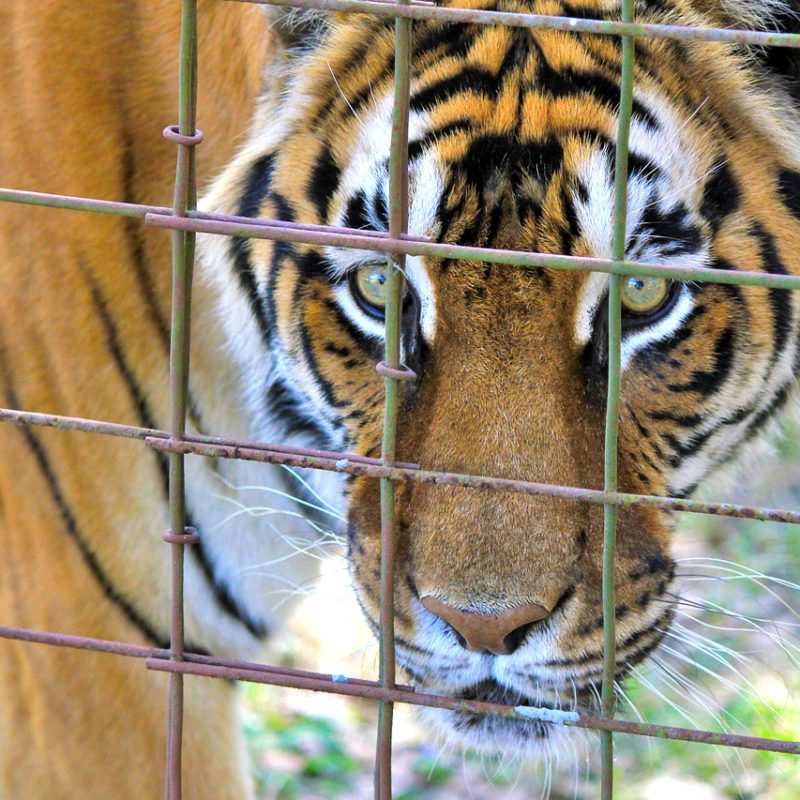 Tiger i bur, pixabay