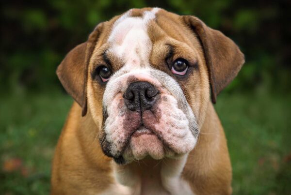 Valp engelsk bulldog. Foto: Pixabay