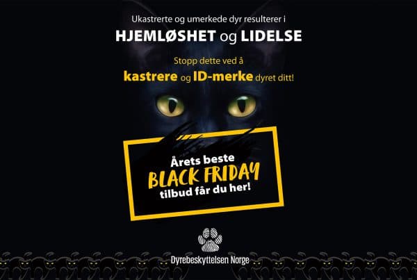 Bilde til Black Friday-kastreringskampanje 2021