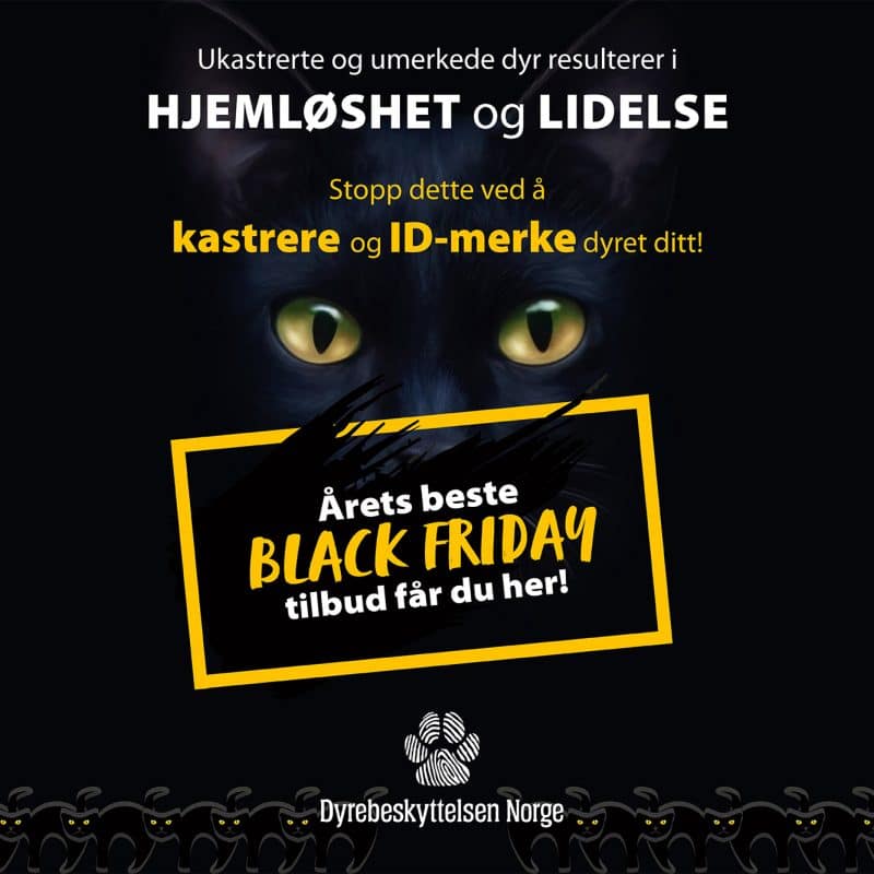 Bilde til Black Friday-kastreringskampanje 2021