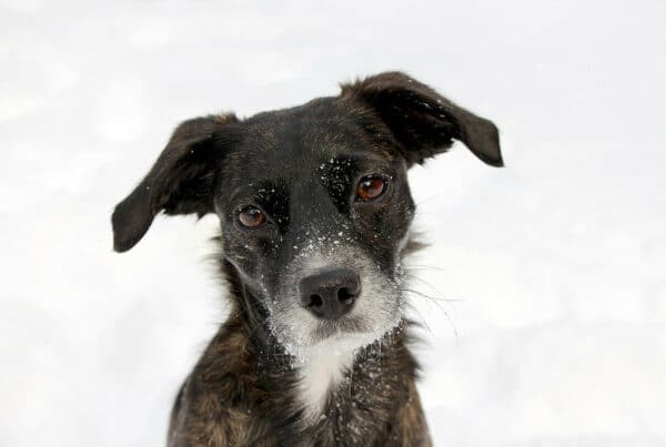 Valp i snø_Foto_Shutterstock