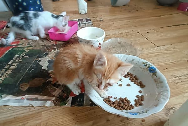 Katter fra tilsynssak på Karmøy. Foto: Dyrebeskyttelsen Norge Haugaland.