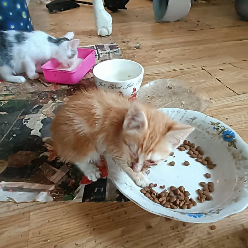 Katter fra tilsynssak på Karmøy. Foto: Dyrebeskyttelsen Norge Haugaland.