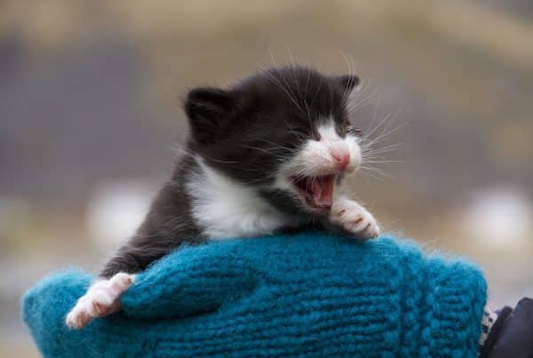 Kattungen Baluba ble reddet på Verøy. Foto Dyrebeskyttelsen Norge Bodø til nett