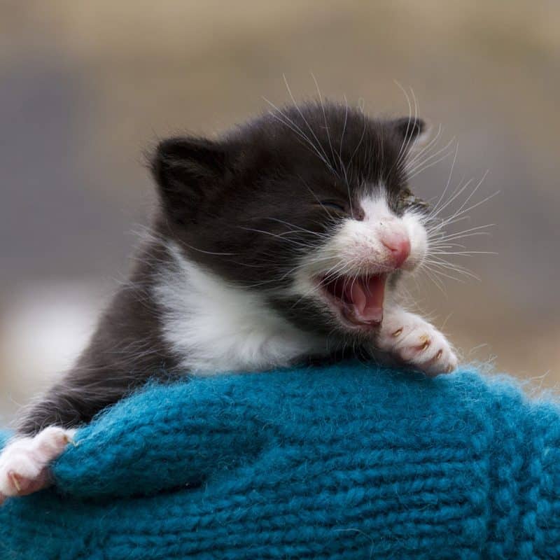 Kattungen Baluba ble reddet på Verøy. Foto Dyrebeskyttelsen Norge Bodø til nett